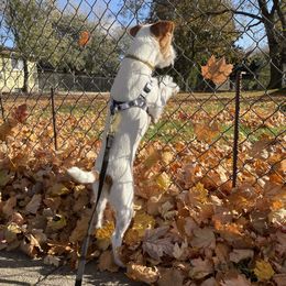 Jack Russell Terriers from Dragonfly Kennels
