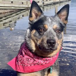 Lacey  - Australian Cattle Dog