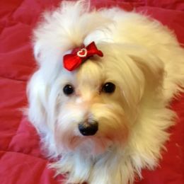 Maltese, Poodles, Shih Tzus, and Yorkshire Terriers from Deborah Richards yorkies