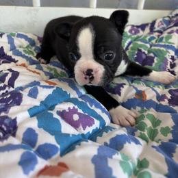 Wiston - Black and white male Boston Terrier puppy in Alabama from Southern Bulldogs
