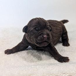 Screaming Mimi - female Patterdale Terrier puppy in Yucaipa, California from Moormont Kennels