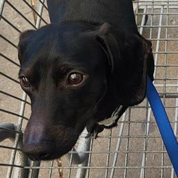 Henry - Dachshund