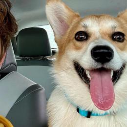 Dottie - Pembroke Welsh Corgi