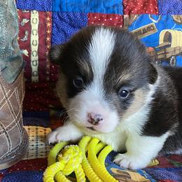 Girl 1 - Pembroke Welsh Corgi puppy in Brigham City, Utah from LL Corgi Co