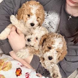 Bernedoodle Puppies from Big Sky Bernedoodles