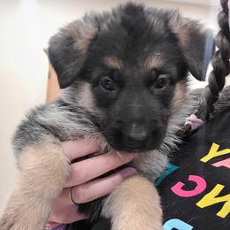 Purple - Black and red female German Shepherd puppy in Coatesville, Pennsylvania from Jessica's German Shepherds