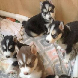 Siberian Husky Puppies from Blue Moon Siberian Husky Haven