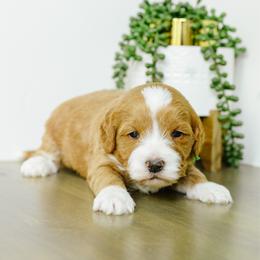 Hunter - Red  male Goldendoodle puppy in Spanish Fork, Utah from K Brand Doodles