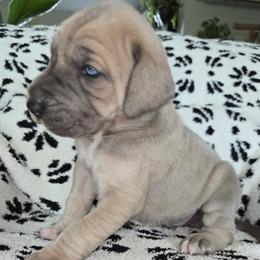 Boomerang - Fawn male Great Dane puppy in Albany, Oregon from Red Cloud Australian Shepherds and DeGray Great Danes & Bulldogs