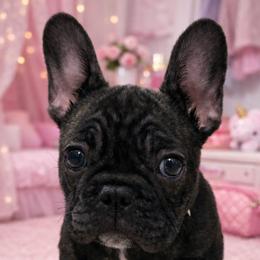French Bulldogs from Heather Duda