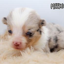Meeko - Blue merle and white male American Corgi puppy in Star City, Arkansas from T4 Farms