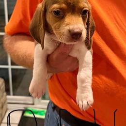 Boy 1 - Brown white and tan male Beagle puppy in Plainfield, Wisconsin from I Wanna Hunt Too