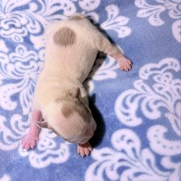 Boy2 - Lilac male Boston Terrier puppy in Charleston, West Virginia from Mountain Momma Bostons