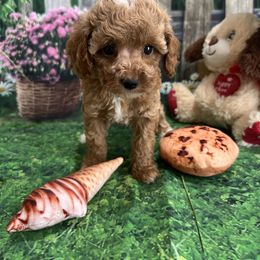 Evie - Apricot female Cavapoo puppy in Lebanon, Missouri from Danielle’s Doodles