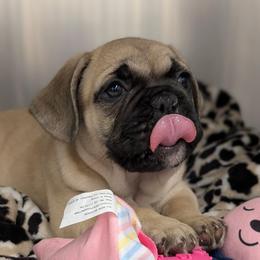 Fawn Male - Fawn male French Bulldog puppy in Phoenix, Arizona from ANE French Bulldogs