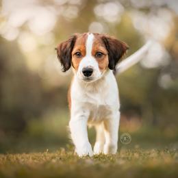Nederlandse Kooikerhondje Puppies from Driftless Kooikerhondjes