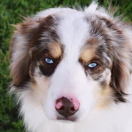 Miniature Australian Shepherds and Toy Australian Shepherds from Blue Meadow Aussies