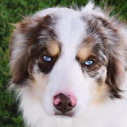 Miniature Australian Shepherds and Toy Australian Shepherds from Blue Meadow Aussies