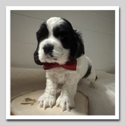 Pugsley - Black and white male Cocker Spaniel puppy in Texarkana, Texas from K&M Cocker Spaniels