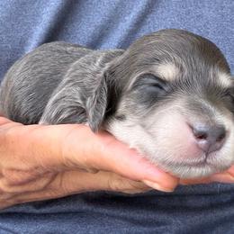 Willow - Blue and cream female Dachshund puppy in Fayetteville, North Carolina from RRD