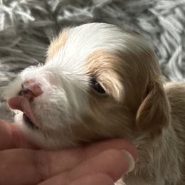 Havanese from Harbor Of Hope Havanese