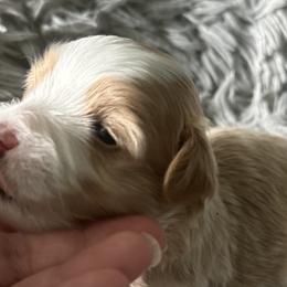 Havanese from Harbor Of Hope Havanese
