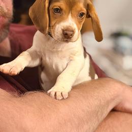 Girl 3 - Blue tan and white female Beagle puppy in Plainfield, Wisconsin from I Wanna Hunt Too