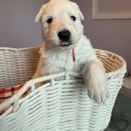 Pink girl - White female Berger Blanc Suisse puppy in Wilmington, North Carolina from Supernova Swiss Shepherds