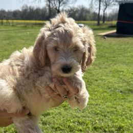 Boy 4 - Fawn and white Sheepadoodle puppy in Franklin, Texas from Cross Doodles