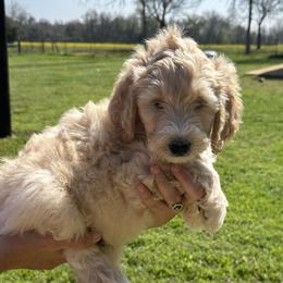 Boy 4 - Fawn and white Sheepadoodle puppy in Franklin, Texas from Cross Doodles