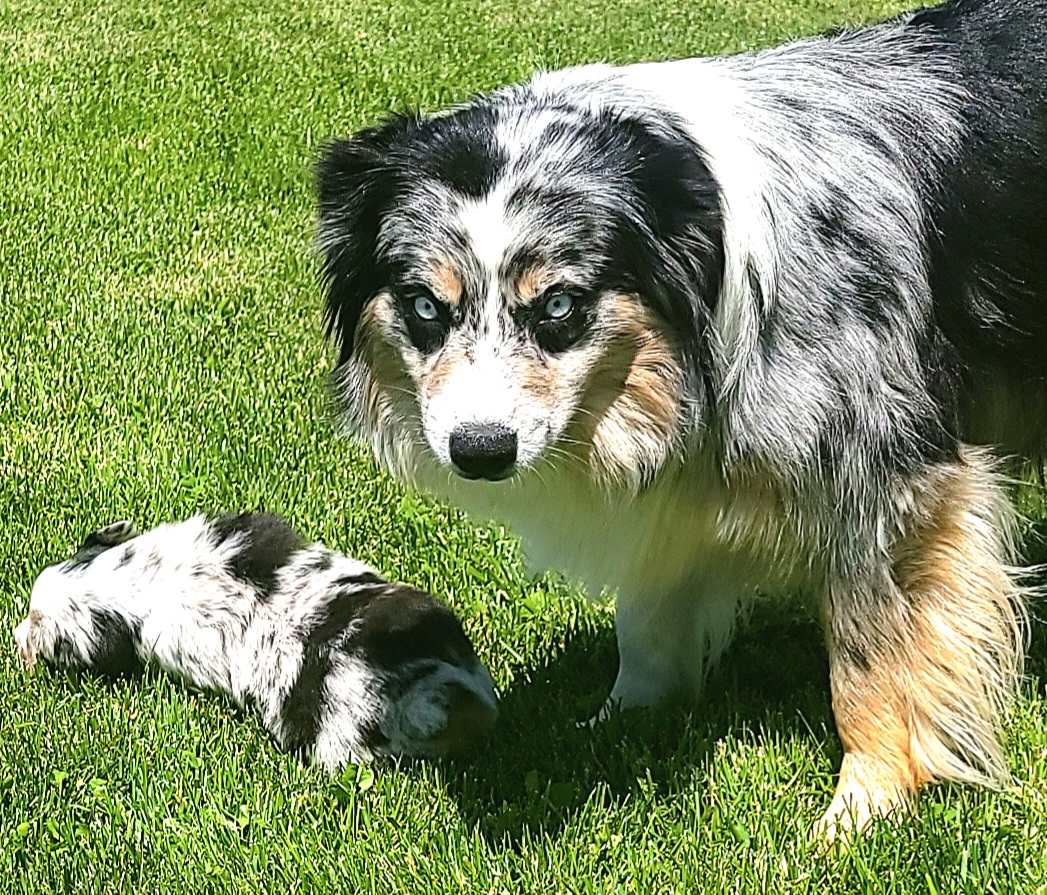 Miniature Australian Shepherds and Toy Australian Shepherds from Willow Lane Ranch