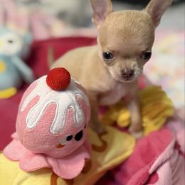Luna - Fawn female Chihuahua puppy in Amity, Pennsylvania from Rhoda and Verna
