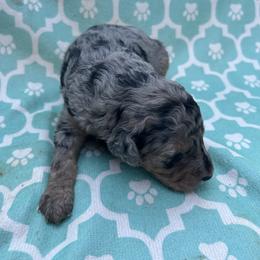 AKC Bashful - Gray male Poodle puppy in Athens, Tennessee from Paws & Kisses