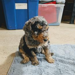 Jeff - Blue merle male Aussiedoodle puppy in Yacolt, Washington from Aussiedoodles by Maggie