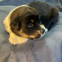 Australian Shepherd Puppies from Midwest Guardian Aussies