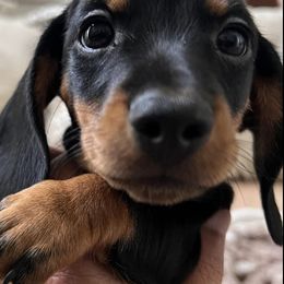 Dachshunds from CandCDachshunds