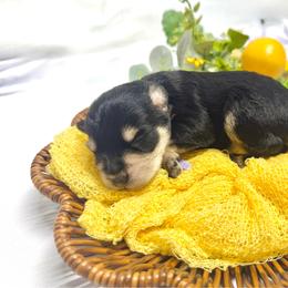 Daytona - Black and silver female Miniature Schnauzer puppy in Huntington, Utah from Schnauzers on Robinson Lane