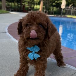 Keno - Red  male Poodle puppy in Mint Hill, North Carolina from DoodleForever
