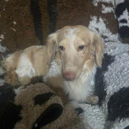 Casanova - Cream male Dachshund puppy in Bigfork, Minnesota from Dachshunds Up North
