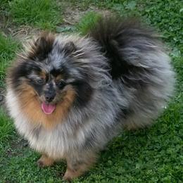 Cricket - Pomeranian