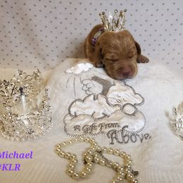 Dilute Retriever and Labrador Retriever Puppies from Kilgore’s Labrador Retrievers