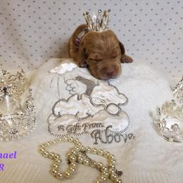 Dilute Retriever and Labrador Retriever Puppies from Kilgore’s Labrador Retrievers