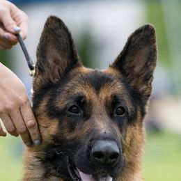 German Shepherds from Jimeni GSD