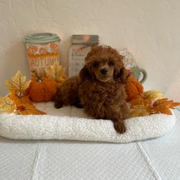 Red - Red  male Poodle puppy in Bakersfield, California from Pups and Paws Toy Poodles