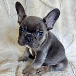 Boy 1 - Tricolors male French Bulldog puppy in City Of Industry, California from Cert. Frenchies