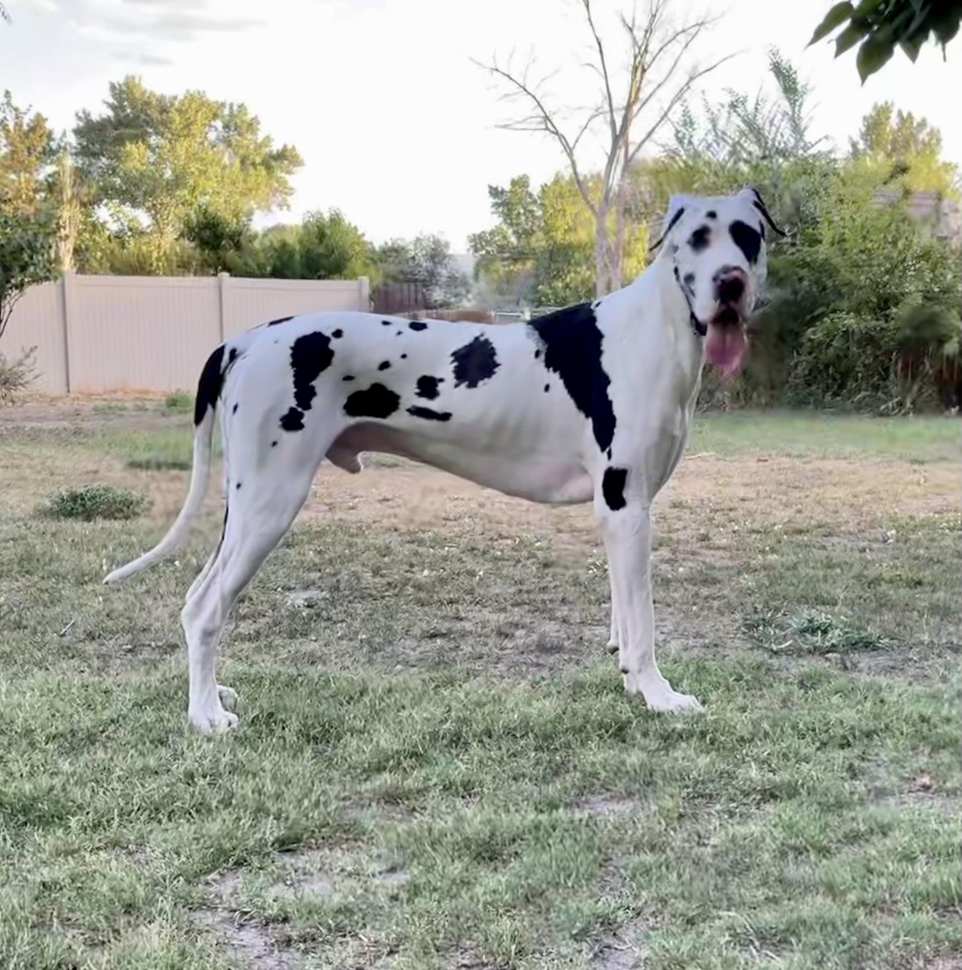 Noctua Kennels in Utah Great Dane puppies Good Dog