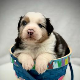 Male 1 - Blue merle male Australian Shepherd puppy in Cape Girardeau, Missouri from Real McCoy Australian Shepherds