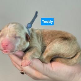 Teddy - Red  male Goldendoodle puppy in Summerville, South Carolina from Channys Doodles