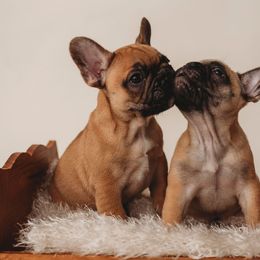 French Bulldog and Mastiff Puppies from Divine Mastiffs Ashlan French Bulldogs