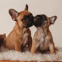 French Bulldog and Mastiff Puppies from Divine Mastiffs Ashlan French Bulldogs